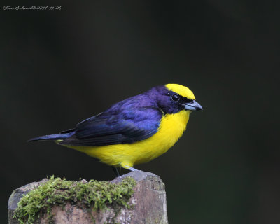 Thick-billed-Euphonia