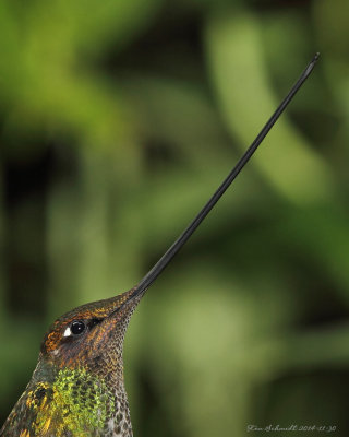 Sword-billed-Hummingbird,what a sword.