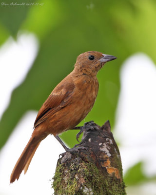White-lined-Tanager-female