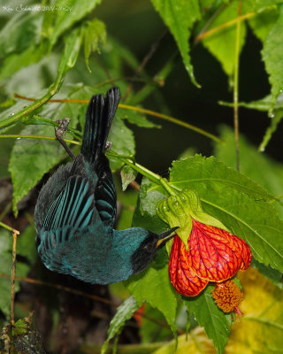 Masked-Flowerpiercer