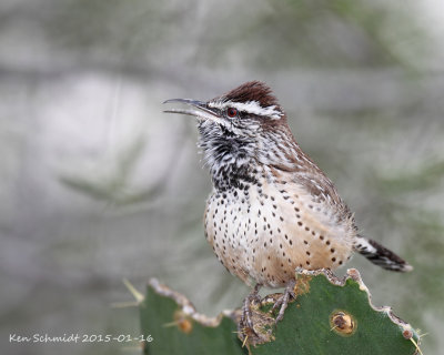 Cactus Wren