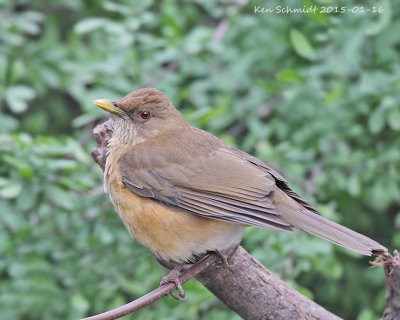 Clay-colored-Thrush