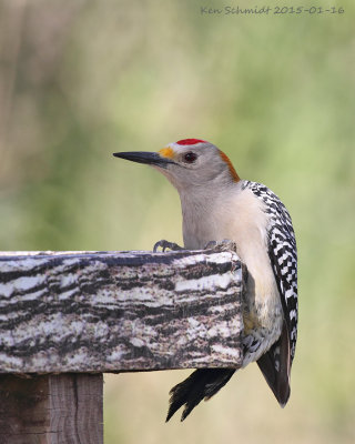 Goleden-fronted Woodpecker