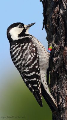 Red-cockaded-Woodpecker-male