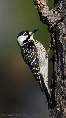 Red-cockaded-Woodpecker