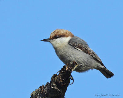 Brown-headed-Nuthatch