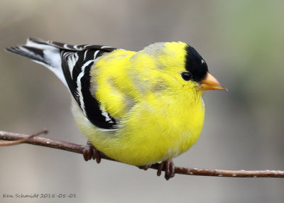 American-Goldfinch