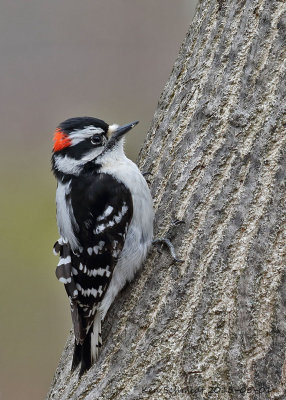 Downy-Woodpecker
