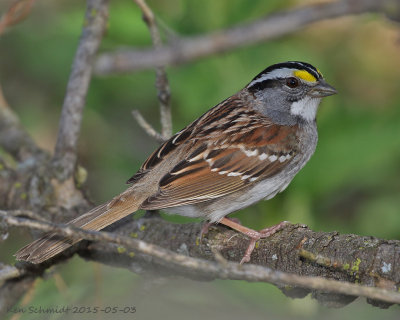 Wite-throated Sparrow