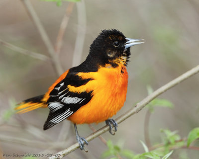 Baltimore Oriole