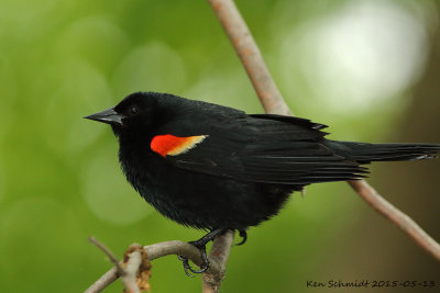 Ohio-Redwinged Blackbird