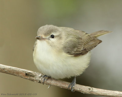 Warbling Vireo