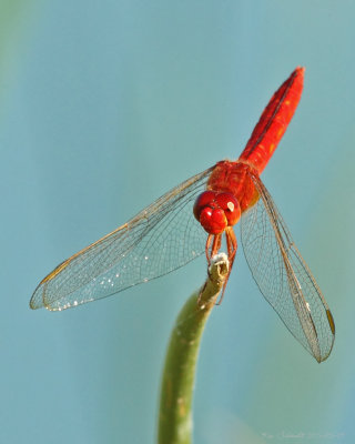Scarlet Skimmer,adult-male