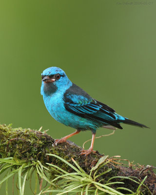 Blue-Dacnis male hummingbird