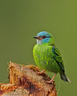 Blue-Dacnis female hummingbird