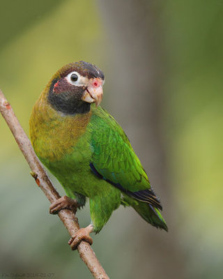 Brown-headed Parrot