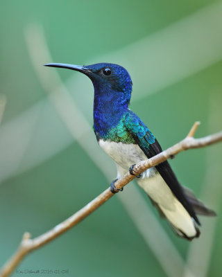 White-necked Jacobin Hummingbird male.jpg