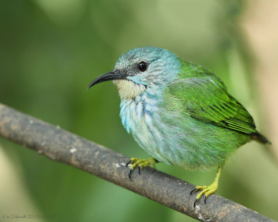 Shinning Honeycreeper female