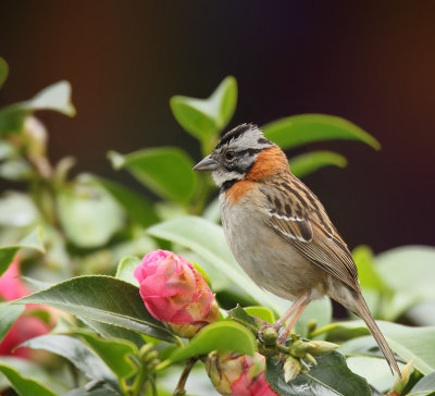 Rufous-collered Sparrow