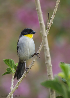 White-naped Brush-Finch