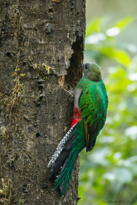 Female Resplendent Quetzal
