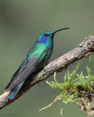 Green-Violet-ear Hummingbird