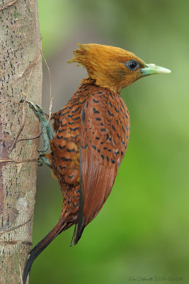 Female-Chestnut-colored Woodpecker