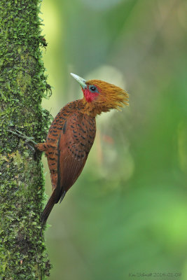 Male-Chestnut-colored Woodpecker