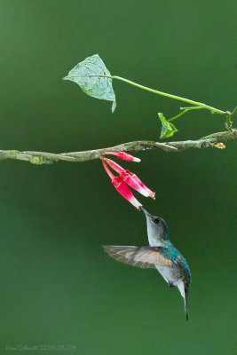 Stripe-tailed-Hummingbird