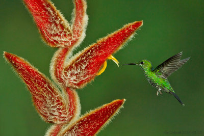 Green-crowned-Brilliant