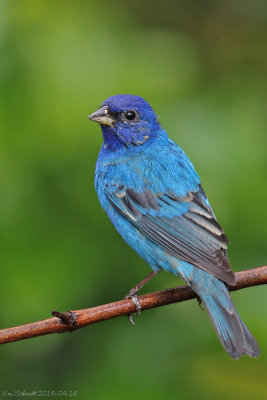 Indigo Bunting