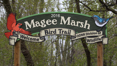 Magee marsh,Ohio 2016