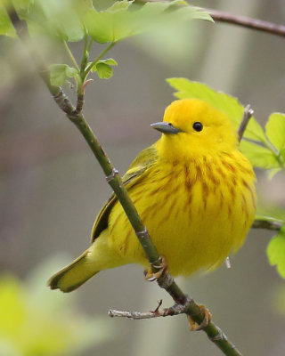 Yellow Warbler