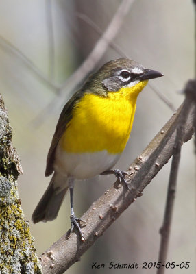 Yellow-breasted Chat