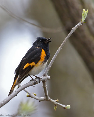 American Redstart