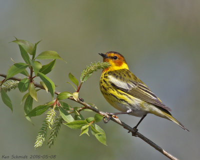 Cape-May Warbler