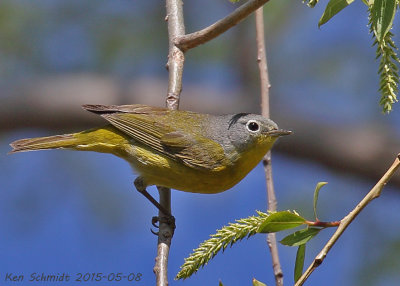 Nashville Warbler