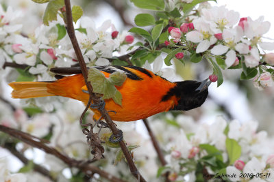 Baltimore Oriole