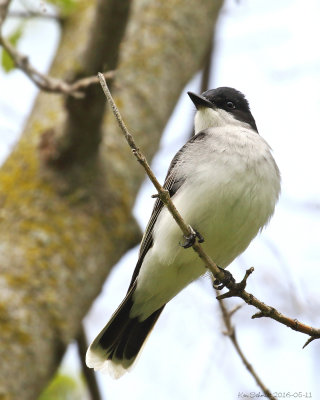 Eastern Kingbird