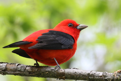 Scarlet Tanager,male