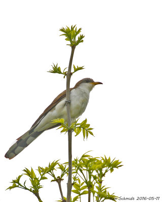 Yellow-billed Cuckoo