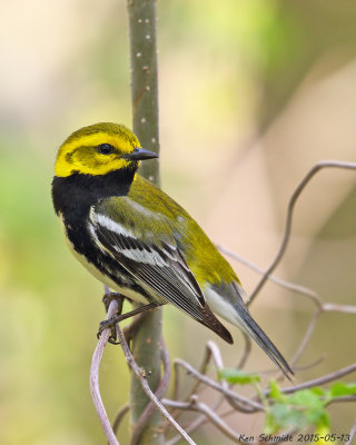 Black-throated-Green Warbler