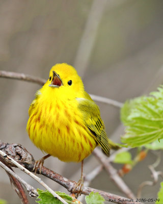 Yellow Warbler