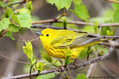 Yellow Warbler