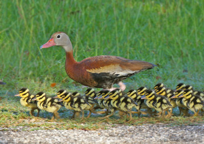 Black-bellied Whistling Duck-and-chicks