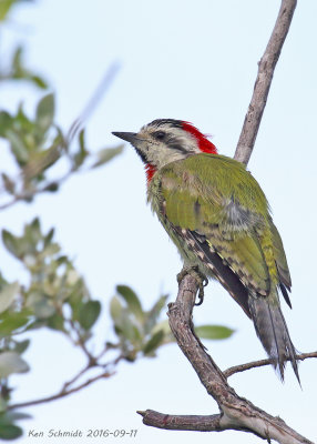 Cuban Green Woodpecker,Endemic