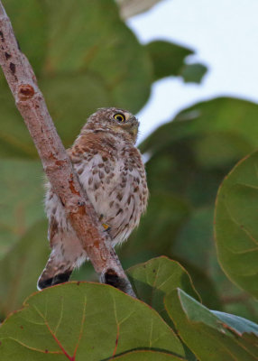 Cuban Pygmy Owl ,Endemic