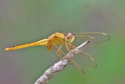 Needham,s Dragonfly
