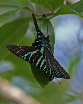 Urania Boisduvalii Moth