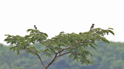Thick-billed-Kingbird-on-the-right